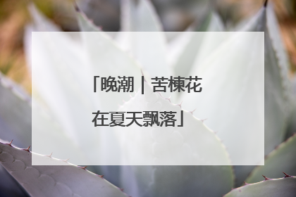 晚潮｜苦楝花在夏天飘落